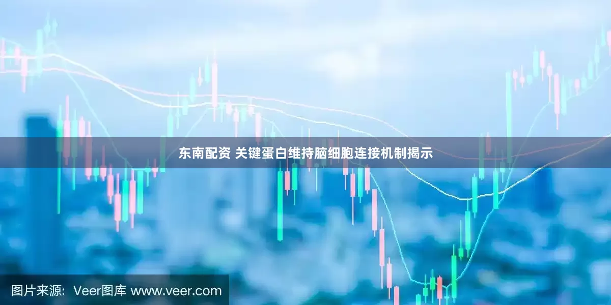 东南配资 关键蛋白维持脑细胞连接机制揭示